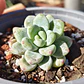 Sedum Clavatum - Miniatura 3