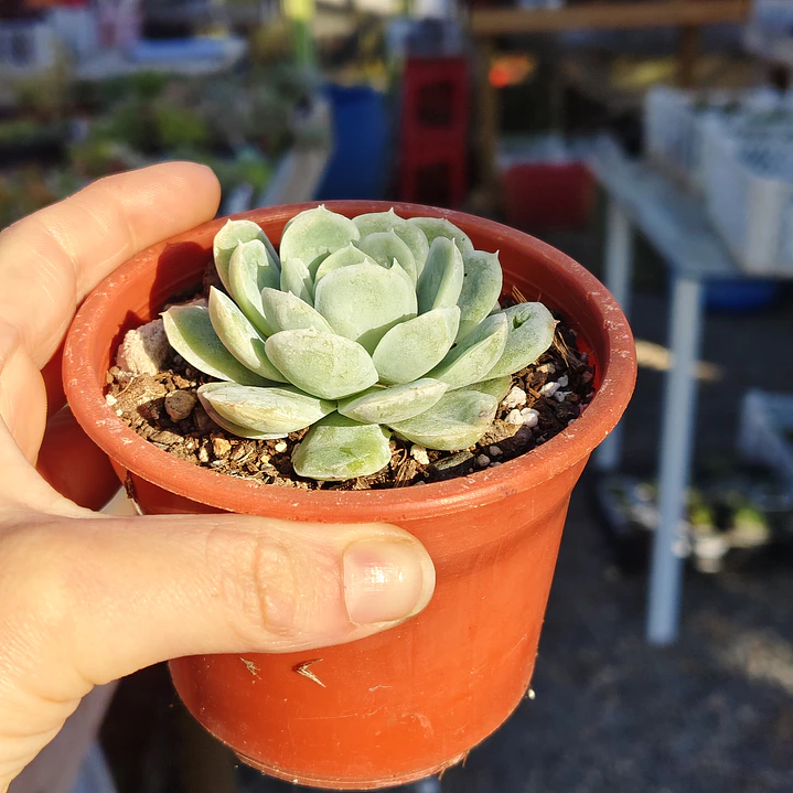Echeveria Elegans 2