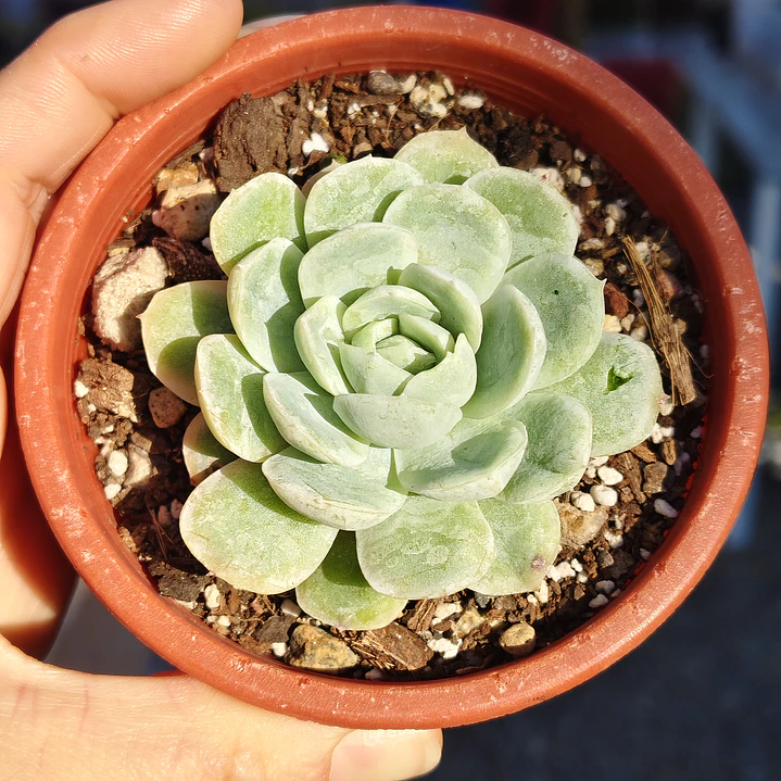 Echeveria Elegans 3