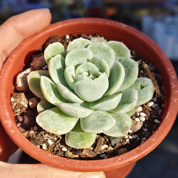 Echeveria Elegans 1