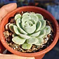 Echeveria Elegans - Miniatura 1