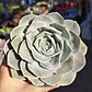 Echeveria Runyonii San Carlos - Miniatura 1