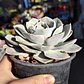 Echeveria Runyonii San Carlos - Miniatura 2
