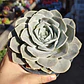 Echeveria Runyonii San Carlos - Miniatura 3