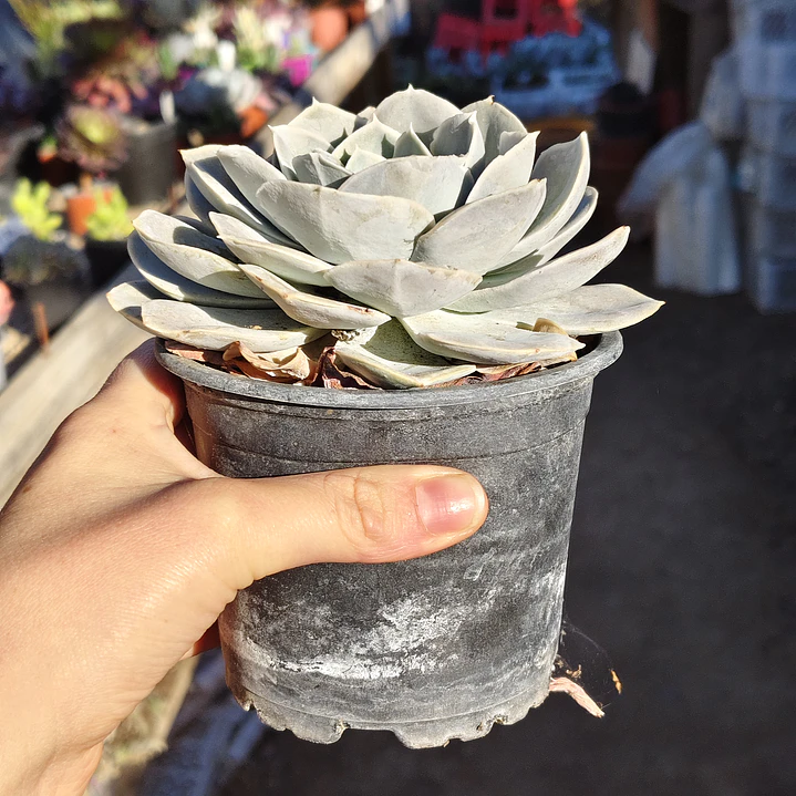 Echeveria Runyonii San Carlos 4