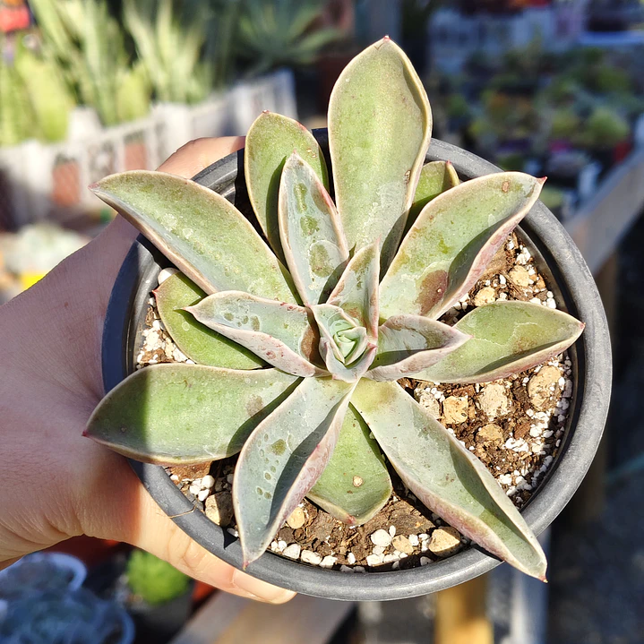 Echeveria Fantastic Fountain 1