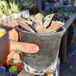 Echeveria Fantastic Fountain