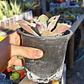 Echeveria Fantastic Fountain - Miniatura 2