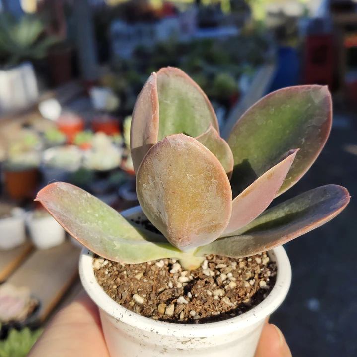 Echeveria Gibbiflora Metallica  2