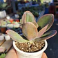 Echeveria Gibbiflora Metallica  - Miniatura 2
