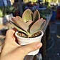 Echeveria Gibbiflora Metallica  - Miniatura 3