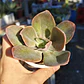 Echeveria Gibbiflora Metallica  - Miniatura 1