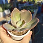 Echeveria Gibbiflora Metallica  - Miniatura 4