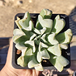 Echeveria Runyonii 