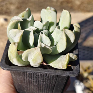 Echeveria Runyonii 