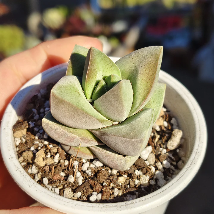 Crassula Moonglow 1