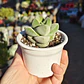 Crassula Moonglow - Miniatura 2