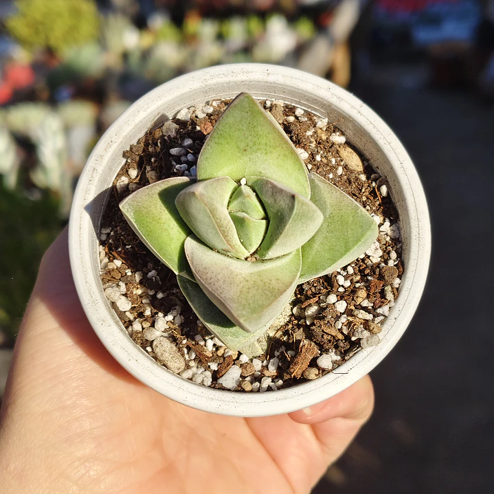 Crassula Moonglow 3