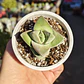 Crassula Moonglow - Miniatura 3