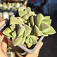 Crassula Moonglow - Miniatura 4