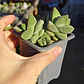 Crassula Moonglow - Miniatura 5