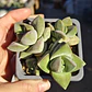 Crassula Moonglow - Miniatura 6