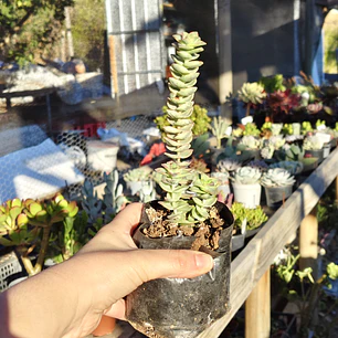 Crassula Perforata Variegada