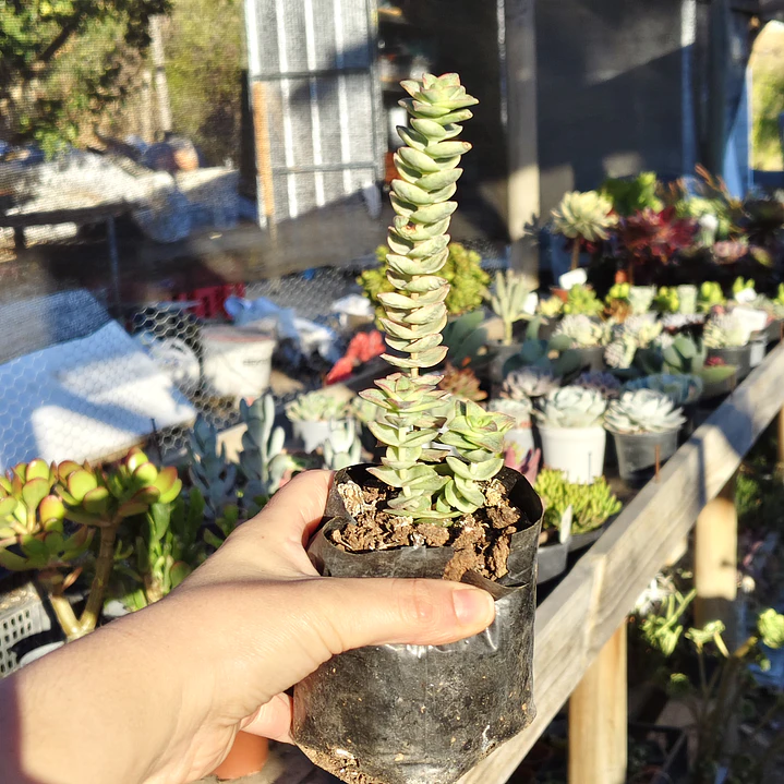 Crassula Perforata Variegada 2