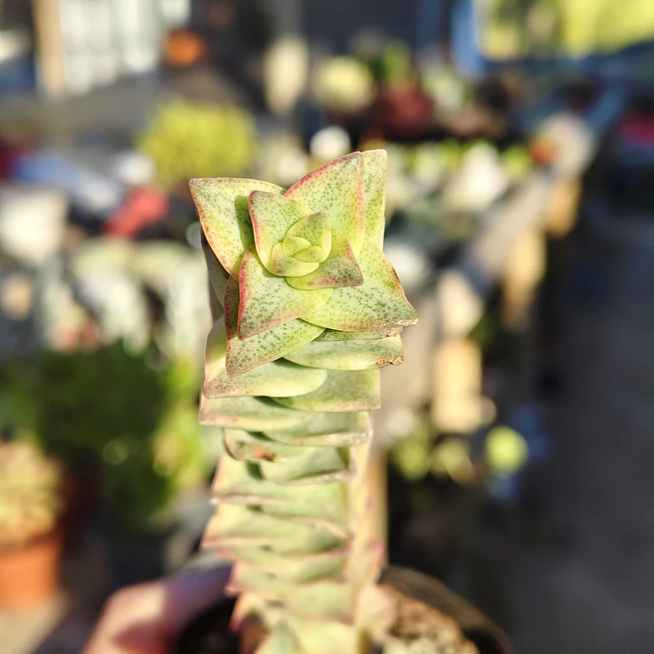 Crassula Perforata Variegada 3