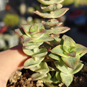 Crassula Perforata Variegada