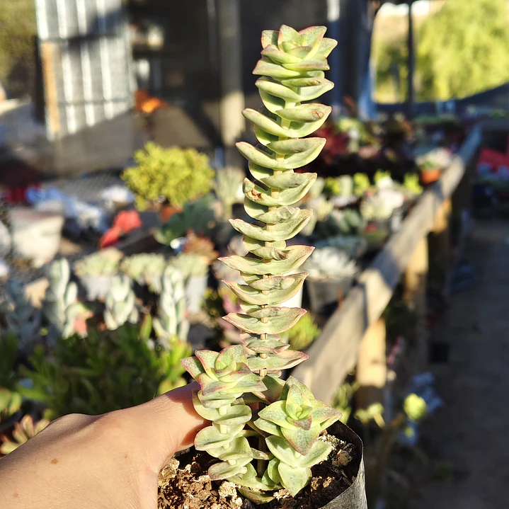 Crassula Perforata Variegada 4