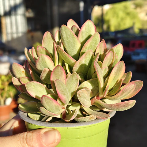 Crassula Money Maker Variegada