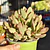 Crassula Money Maker Variegada