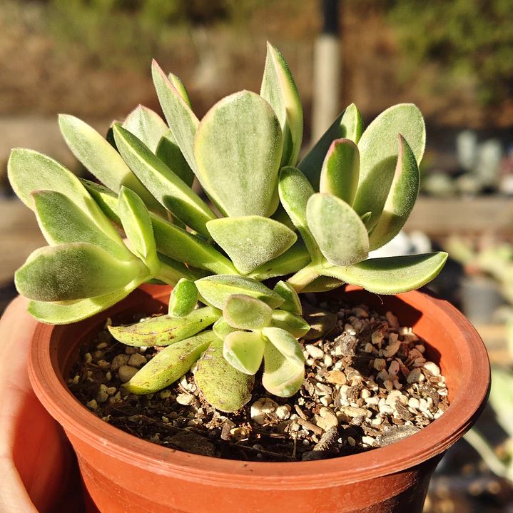Crassula Money Maker Variegada 5