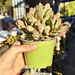 Crassula Money Maker Variegada - Miniatura 2