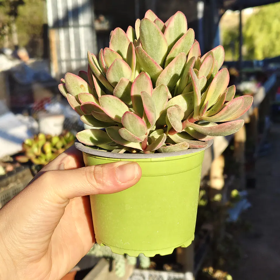 Crassula Money Maker Variegada 3