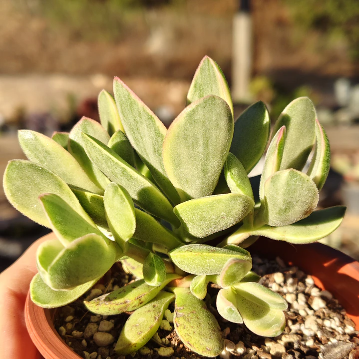 Crassula Money Maker Variegada 6
