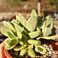 Crassula Money Maker Variegada - Miniatura 6