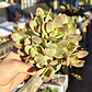 Crassula Money Maker Variegada - Miniatura 3