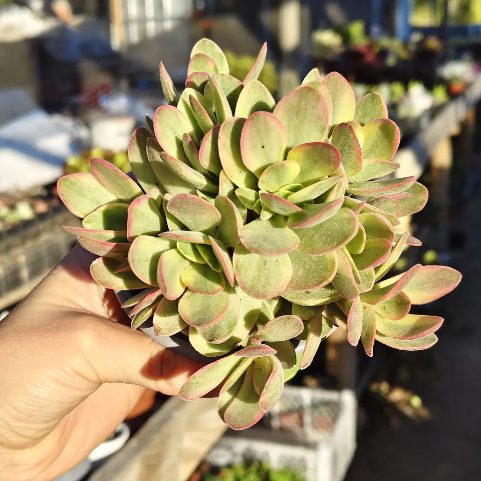 Crassula Money Maker Variegada 4