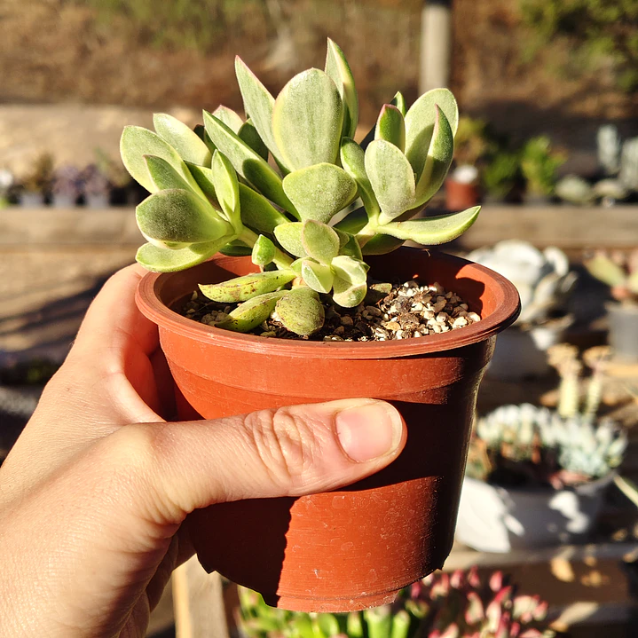 Crassula Money Maker Variegada 4