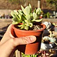 Crassula Money Maker Variegada - Miniatura 4