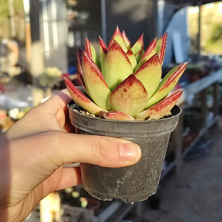 Echeveria agavoide Lipstick 4
