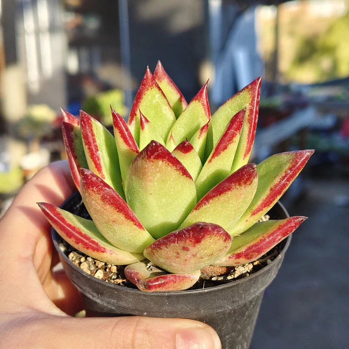 Echeveria agavoide Lipstick 5