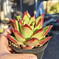 Echeveria agavoide Lipstick - Miniatura 5