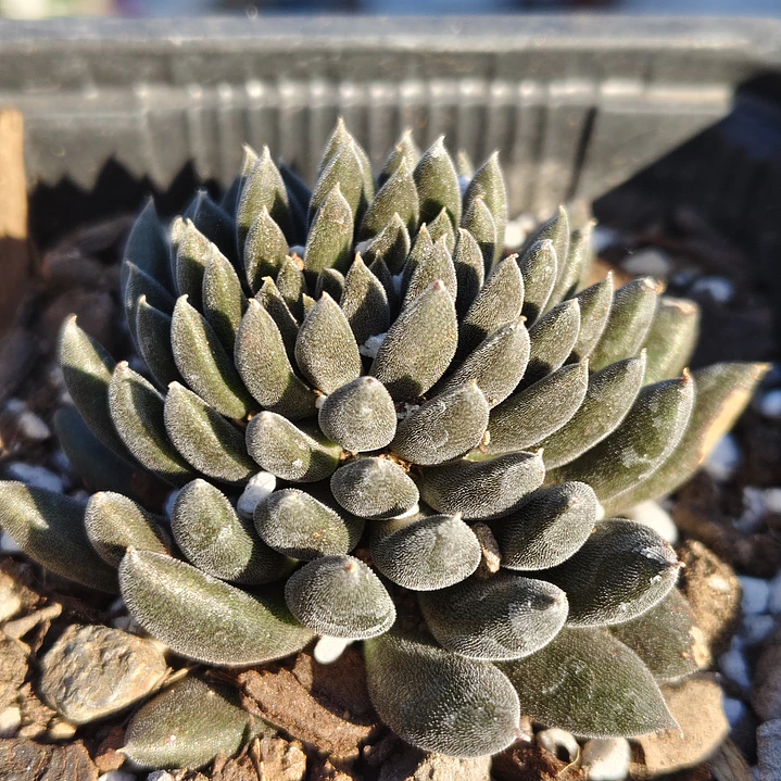 Sinocrassula yunnanensis  2