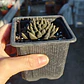 Sinocrassula yunnanensis  - Miniatura 3