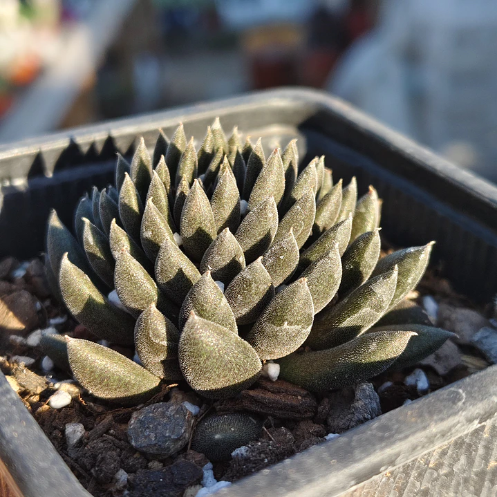 Sinocrassula yunnanensis  1