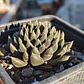 Sinocrassula yunnanensis  - Miniatura 1