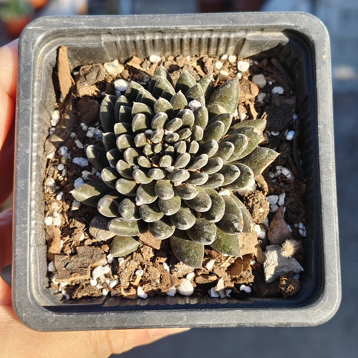 Sinocrassula yunnanensis  4